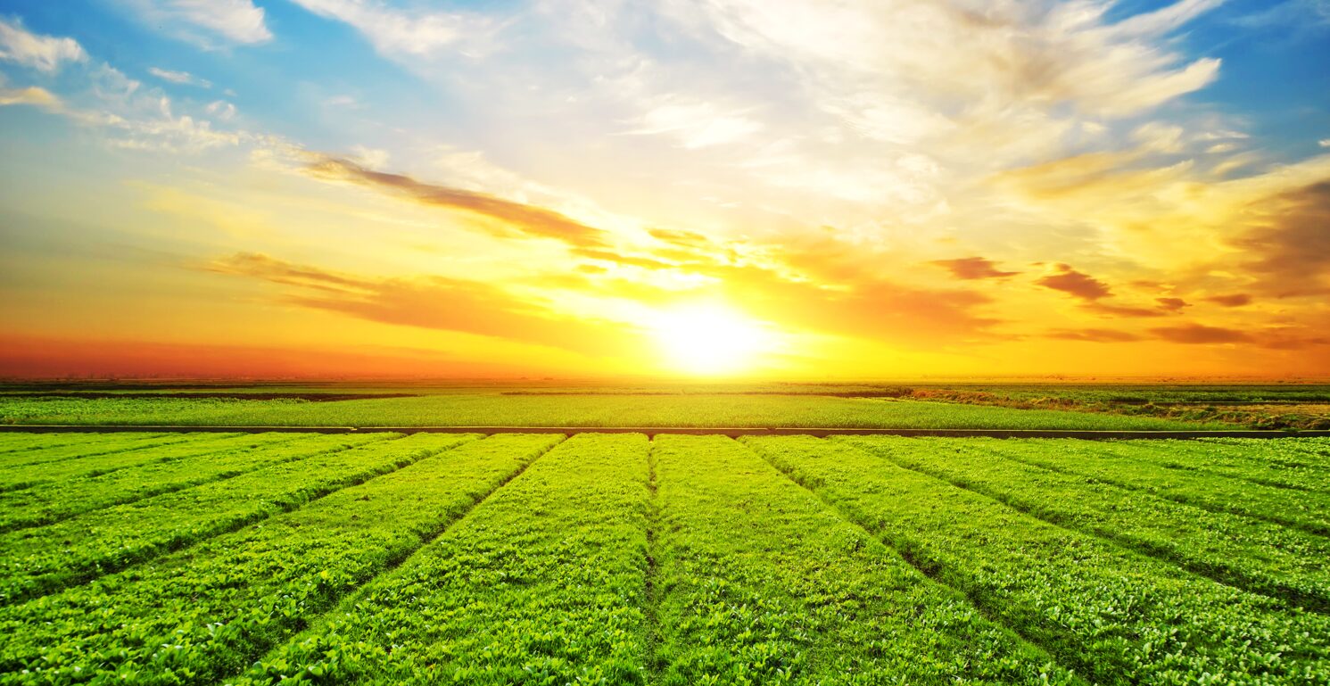 Notícias 6 lider global agronegocio