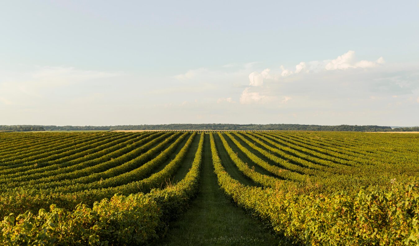 Notícias 7 principais produtos agronegocio